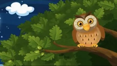 A Wise Old Owl Story