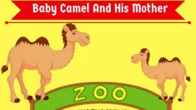 Baby Camel And His Mother - New kids stories