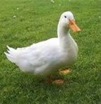 Sam's Duckling