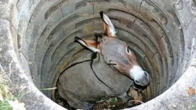 The Donkey In The Well Story - New kids stories