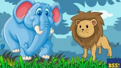 The Lion And The Elephant